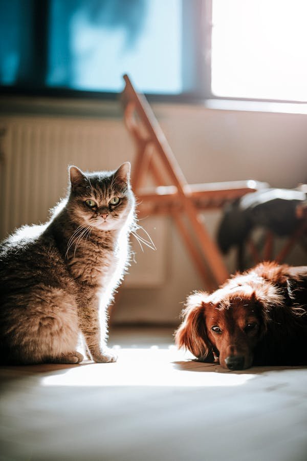Assurance animaux : guide du remboursement des soins vétérinaires